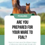 foaling