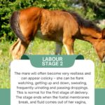 foaling