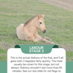 foaling