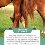 foaling
