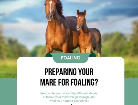 foaling
