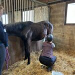 colt castration