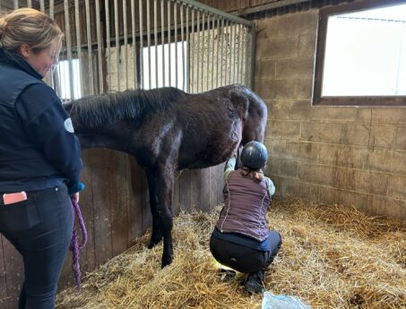 colt castration