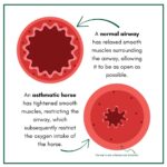 Equine asthmastic airway diagram