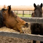 two horses looking at each other over a fence