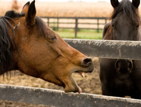two horses looking at each other over a fence