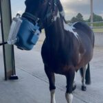 horse with an inhaler around its nose