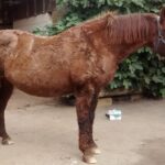 cushings disease in horses