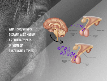 cushings disease in horses