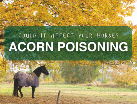 Acorn Toxicity in Horses