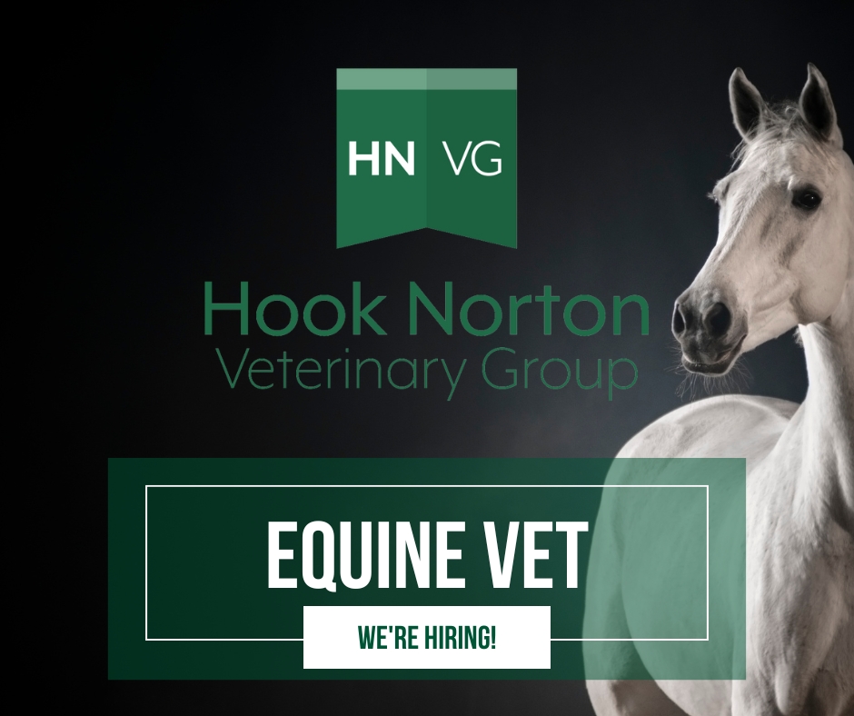 equine vet