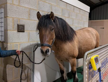 horse being weighed on large scales