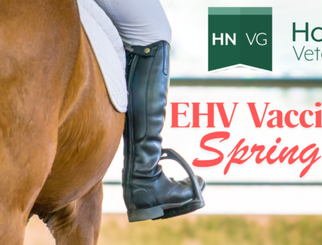 EHV vaccine amnesty
