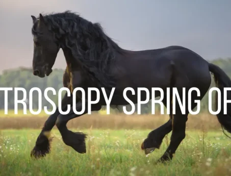 Equine Gastroscopy Spring Offer
