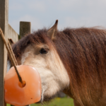 Salt lick electrolytes for horses