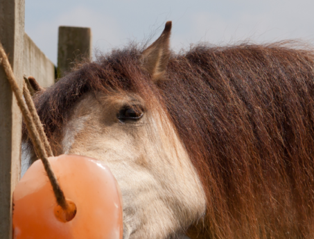 Salt lick electrolytes for horses