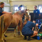A pony standing calmly while a veterinary surgeon performs an Equine echocardiogram of its heart.