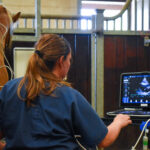 A pony standing calmly while a veterinary surgeon performs an ultrasound scan of its heart.