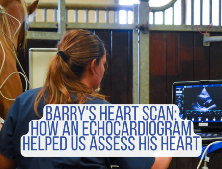 Vet performing an echocardiogram on Barry the horse in his stable