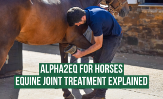 Alpha2EQ treatment for horses at Hook Norton Veterinary Group. Vet flexing horses leg