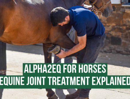 Alpha2EQ treatment for horses at Hook Norton Veterinary Group. Vet flexing horses leg